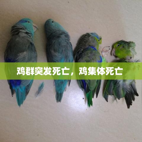 鸡群突发死亡，鸡集体死亡 