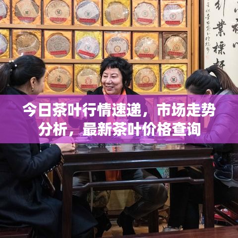 今日茶叶行情速递，市场走势分析，最新茶叶价格查询