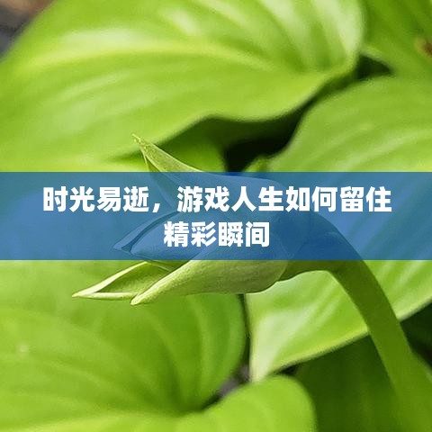 时光易逝,游戏人生如何留住精彩瞬间