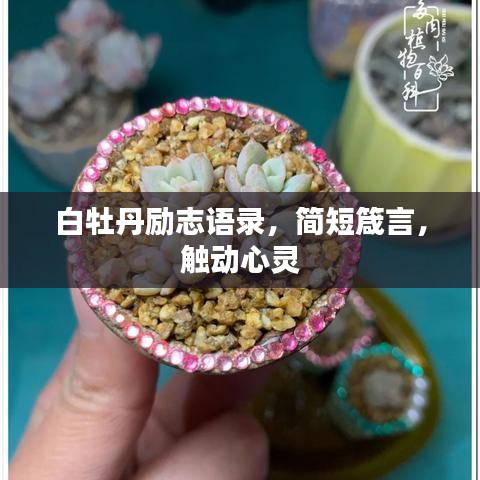 白牡丹励志语录，简短箴言，触动心灵