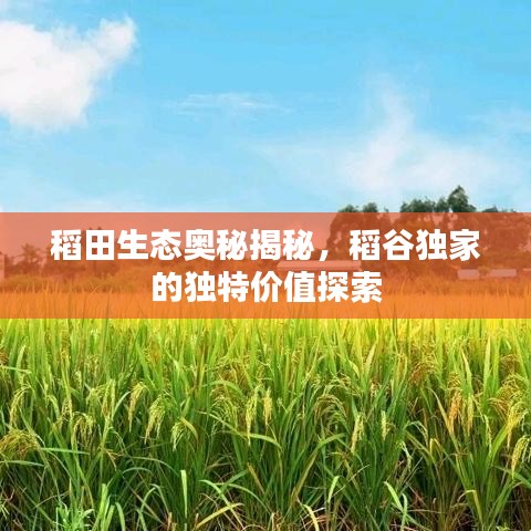 稻田生态奥秘揭秘，稻谷独家的独特价值探索