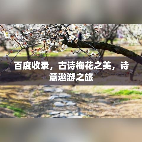 百度收录，古诗梅花之美，诗意遨游之旅