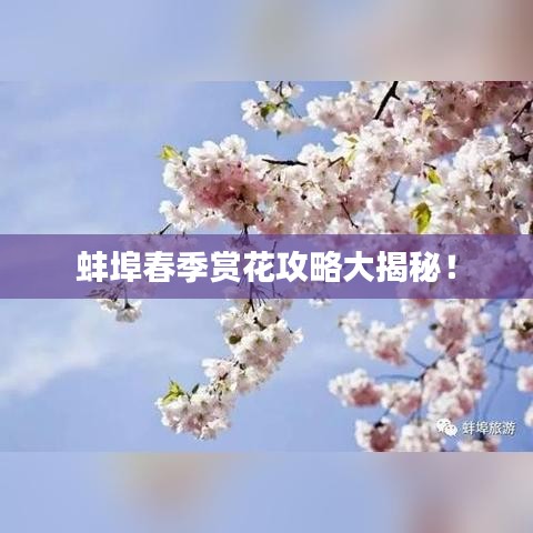 蚌埠春季赏花攻略大揭秘！