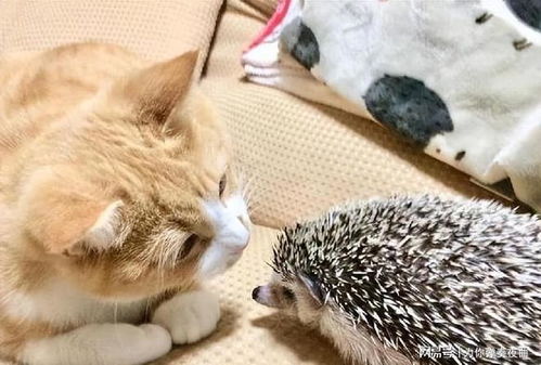 刺猬猫官方下载及各种不服 就服你版本,专业执行问题|Max_v1.319