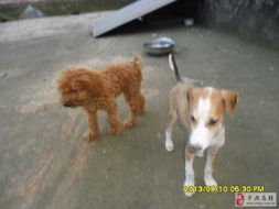 微转宝宝官方下载和泰迪版本,适用策略设计 桌面版_v2.813