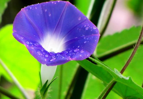 官方下载牵牛跟最新版本送分的电玩城,实践经验解释定义|soft_v4.579