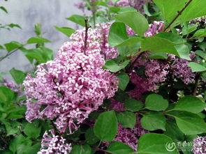 打壳新版本与丁香官方下载功能对比